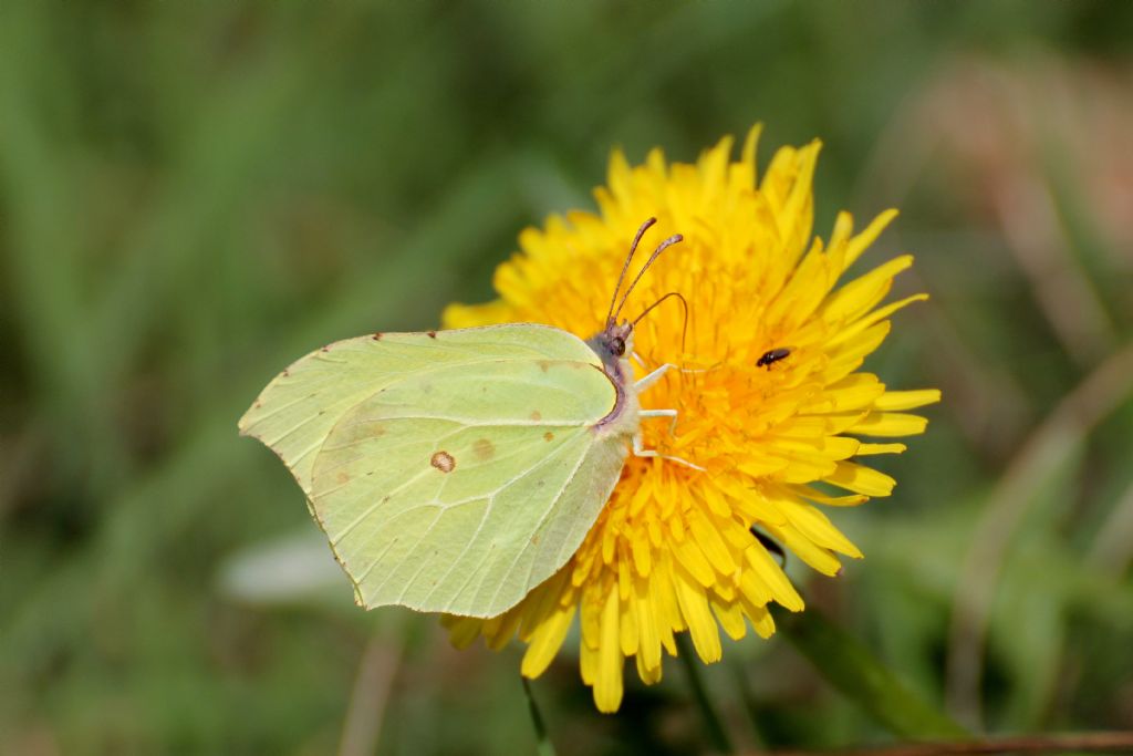 Gonepteryx rhamni maschio